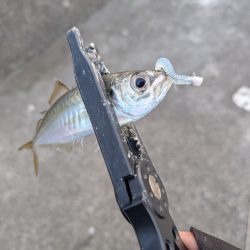 陸っぱり釣行記