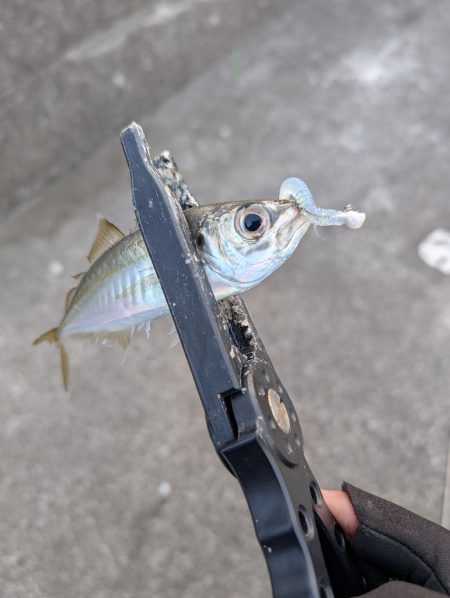 陸っぱり釣行記