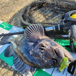 市内河川チニング