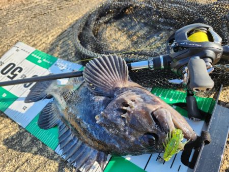 市内河川チニング