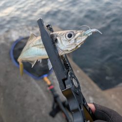 陸っぱり釣行記