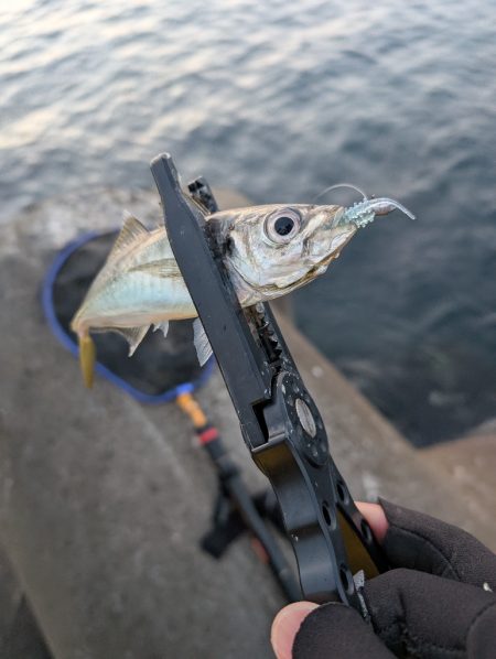 陸っぱり釣行記