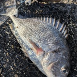 広島敷石ネチネチニング