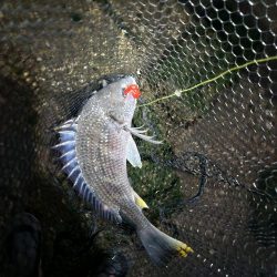 夕暮れチニング