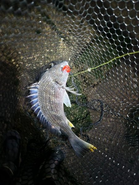 夕暮れチニング