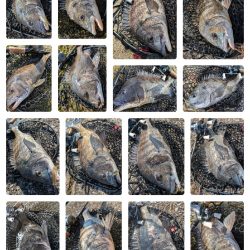 広島敷石ネチネチニング