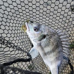 しごおわチニング