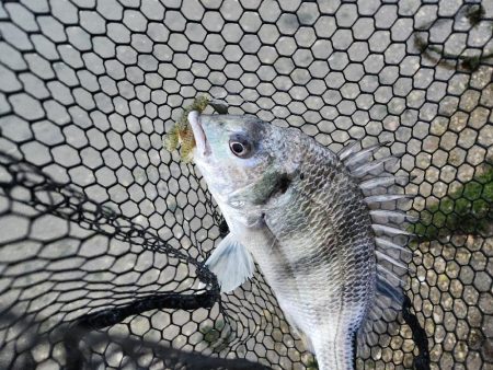 しごおわチニング