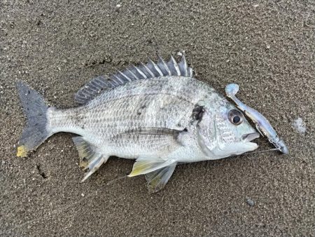 キビレが釣れました!