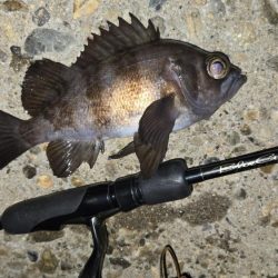 メバル釣果上向き