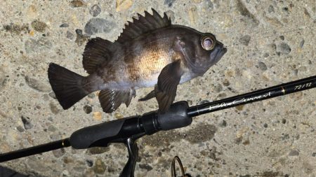 メバル釣果上向き