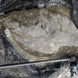 広島チニングでドデカカレイ！