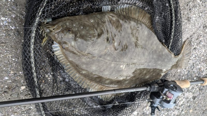 広島チニングでドデカカレイ！