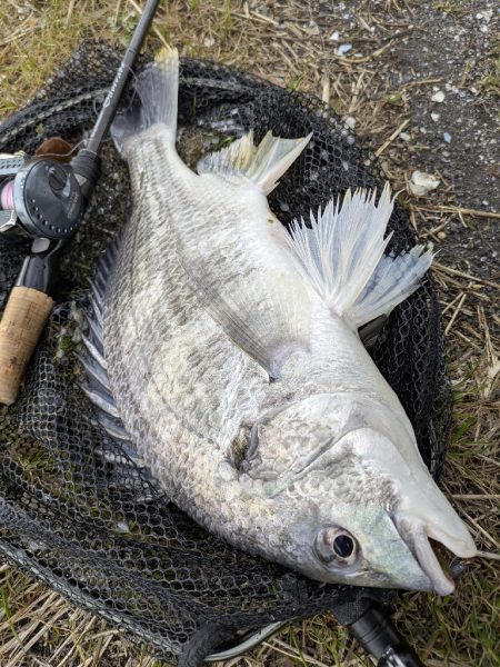 時短広島チニング