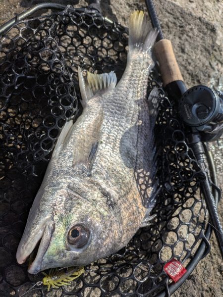 大寒波チニング