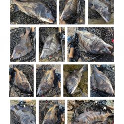 広島チニング 久しぶりにツ抜け！