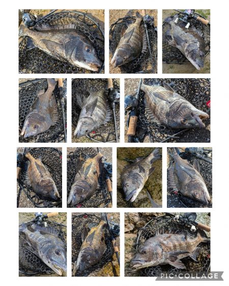 広島チニング 久しぶりにツ抜け！