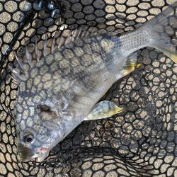 夜勤前寝坊チニング