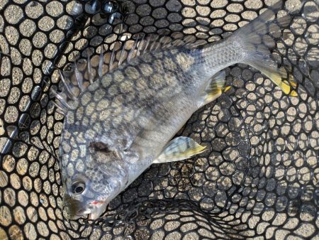 夜勤前寝坊チニング