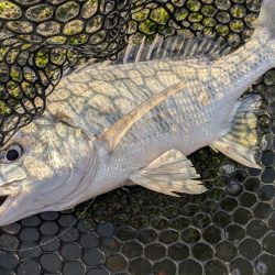 広島キビレ探し!