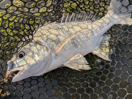 広島キビレ探し！