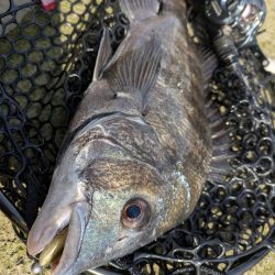 広島敷石チニング〜触角フック無双〜