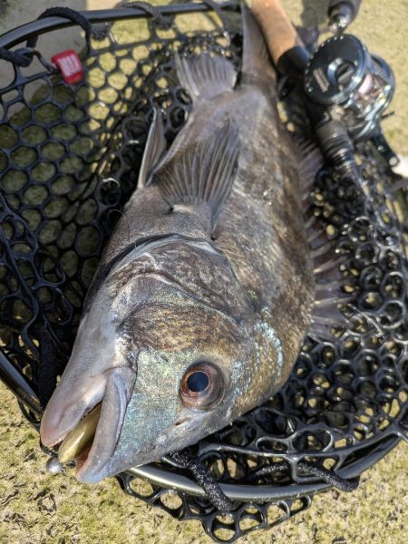 広島敷石チニング〜触角フック無双〜
