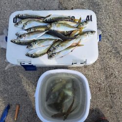 久しぶりの入れ食い