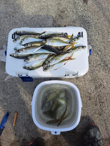 久しぶりの入れ食い