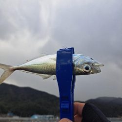 吹雪でも釣れる