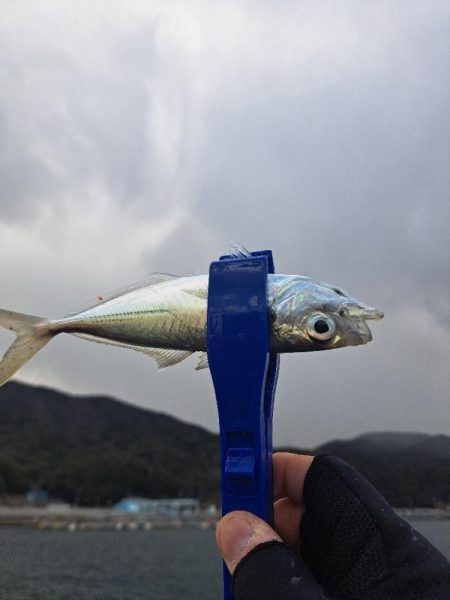 吹雪でも釣れる