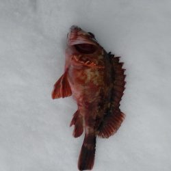 カサゴ1匹のみ…