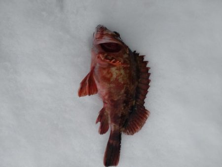 カサゴ1匹のみ…