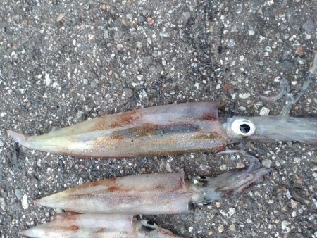 今シーズン初ヤリイカ　3杯！