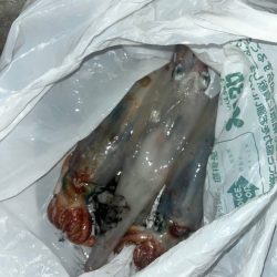 ヤリイカ　ケンサキ（お）