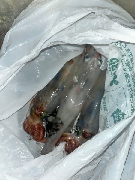 ヤリイカ　ケンサキ（お）