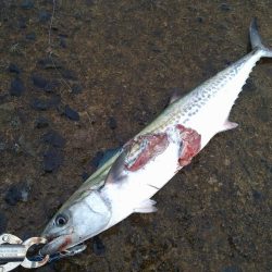 数カ月ぶりの釣果