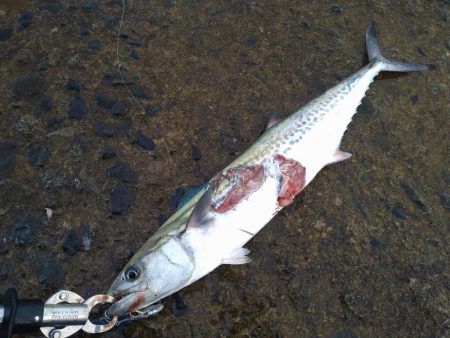 数カ月ぶりの釣果