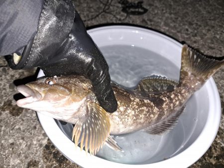 でかいアイナメを求めて