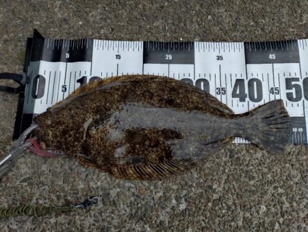 フラットフィッシュ狙い🎣