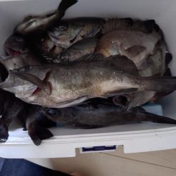 癒し、、、否、極寒のメバル