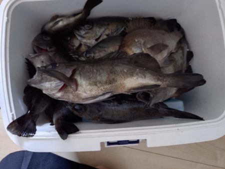 癒し、、、否、極寒のメバル