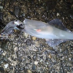 ヤリイカエギング