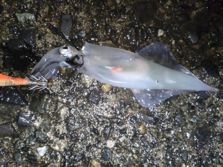 ヤリイカエギング