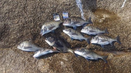 厳寒期の広島湾でチヌ釣り