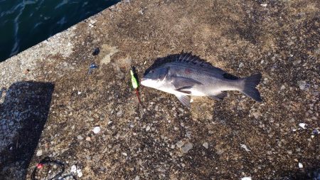 厳寒期の価値ある一匹