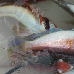 甘鯛釣れたよ(^^)/