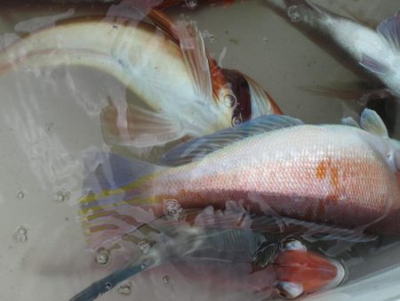 甘鯛釣れたよ(^^)/