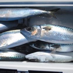 サバ　クーラー満タン(^_-)-☆　イカ10～15杯