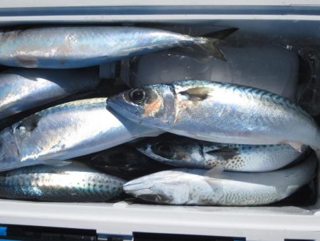 サバ　クーラー満タン(^_-)-☆　イカ1…